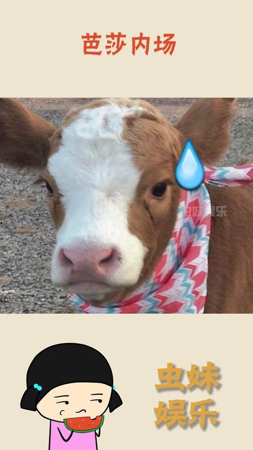 抖音吃瓜娱乐,揭秘网红圈幕后故事